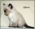 /album/alfonso/alfonso-6-hetes-002-jpg/